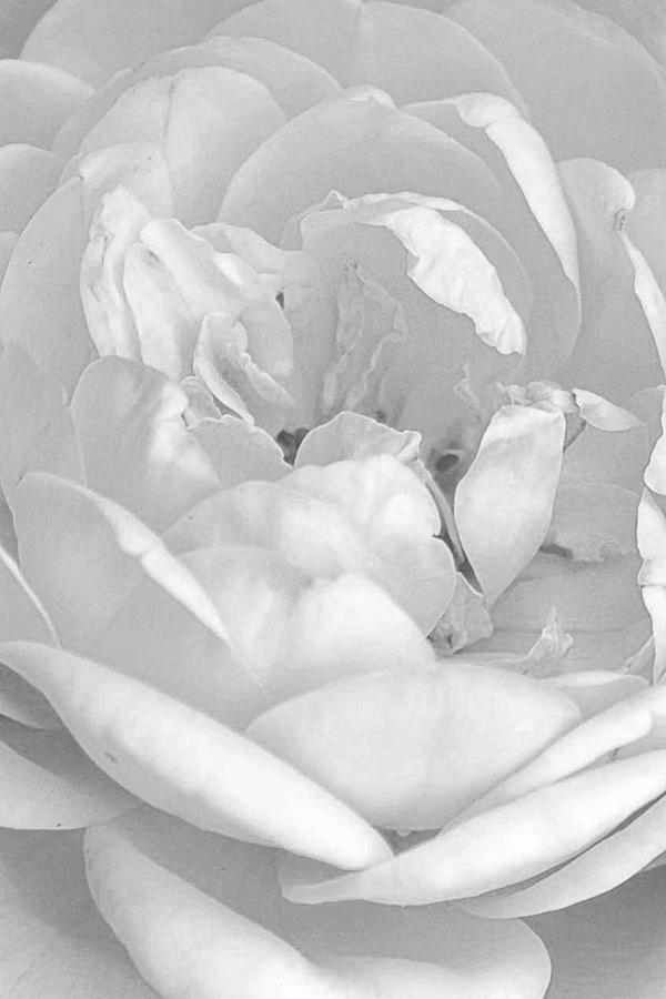 Rose Photograph - White Rose by Laura OConnell