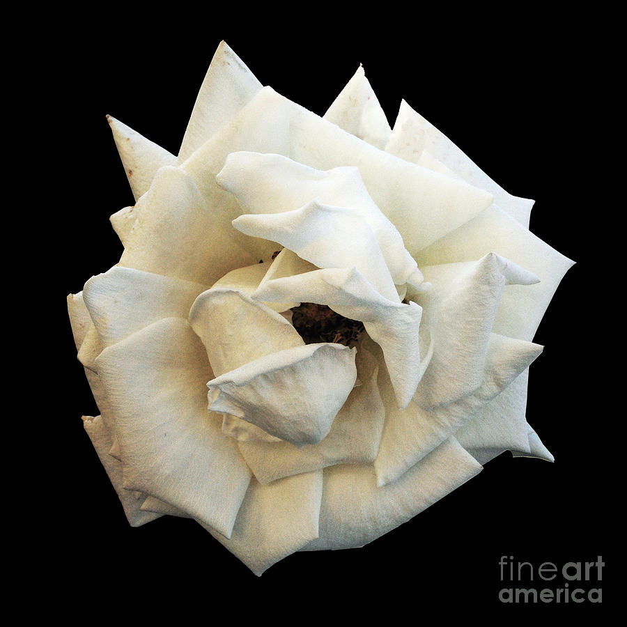 Rose Photograph - White Rose by Leon Bale