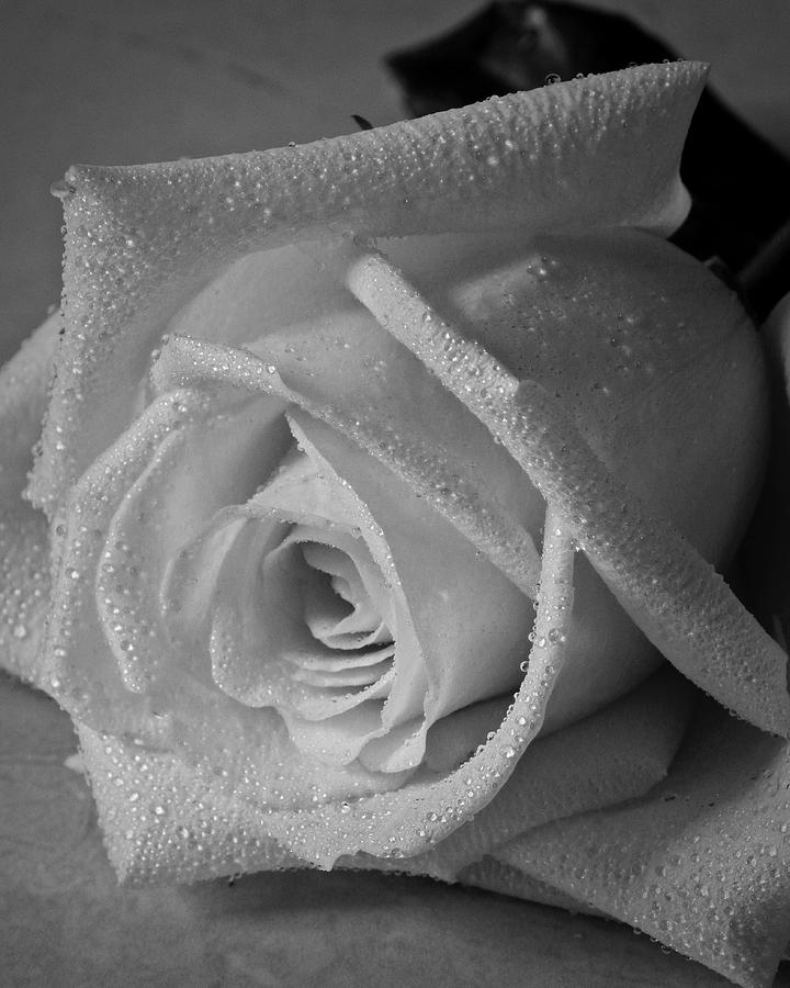 White Rose Still Life Flower Art Poster Photograph