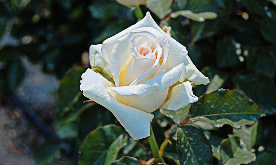 White Rose Photograph by Linda Brown