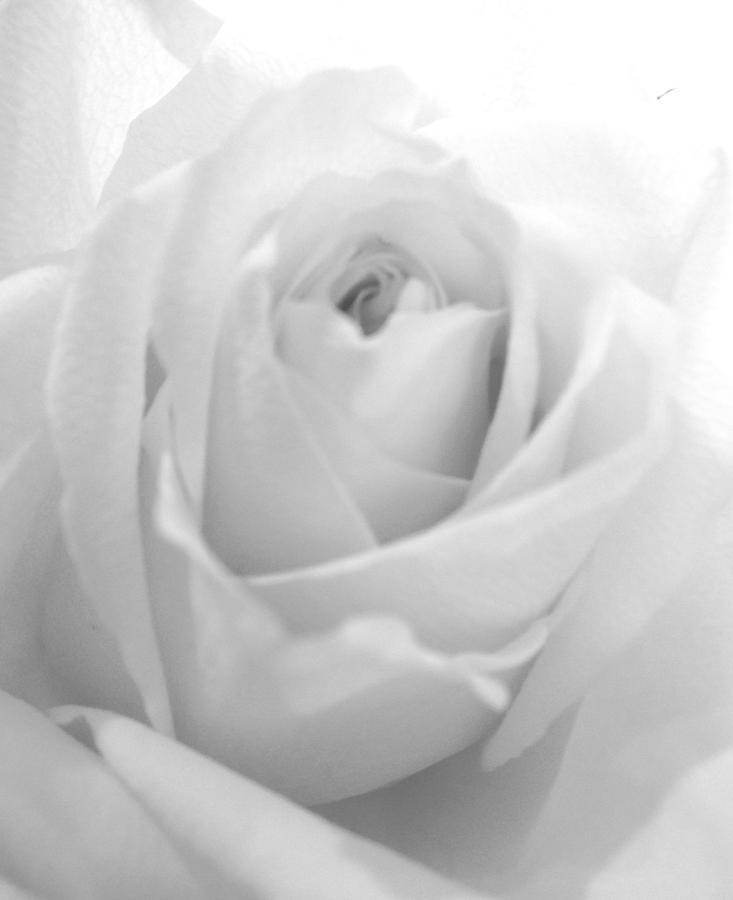 White Rose Photograph by Marian Lonzetta