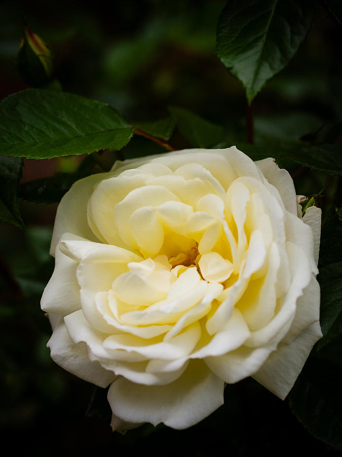 White Rose Photograph by Mark Llewellyn