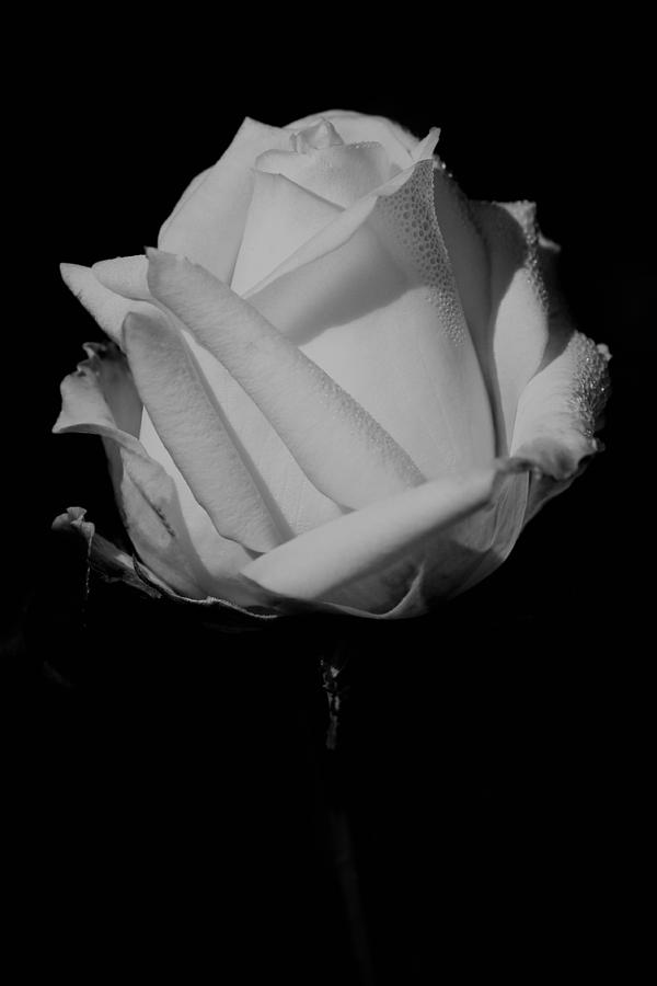 White Rose Photograph by Michelle Joseph-Long