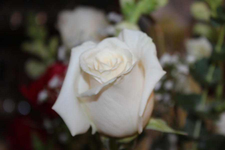 White Rose Photograph by Michelle Lawrence