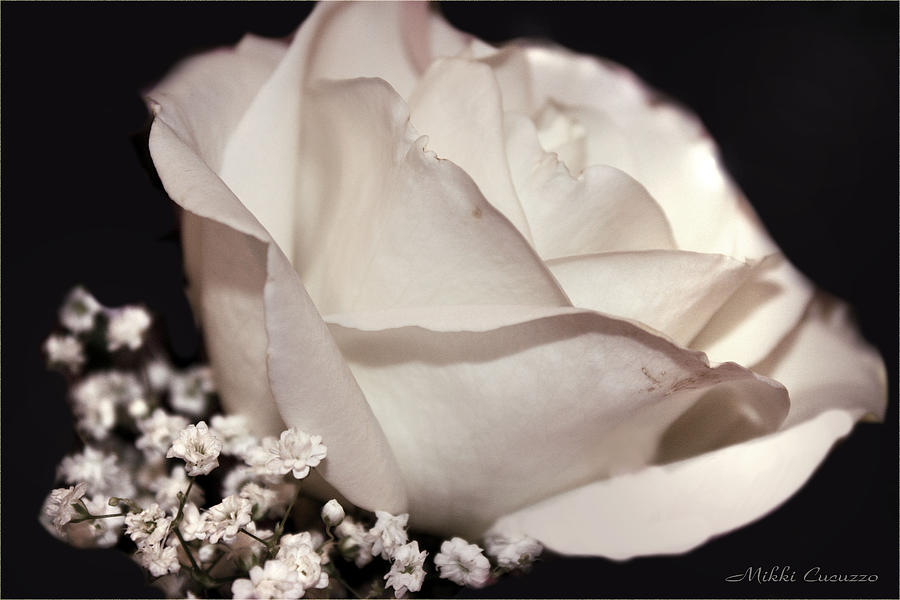White Rose Photograph by Mikki Cucuzzo