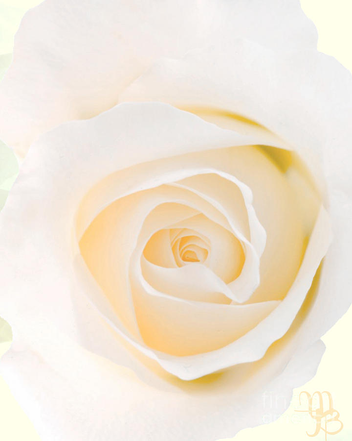 White Rose Photograph by Mindy Bench