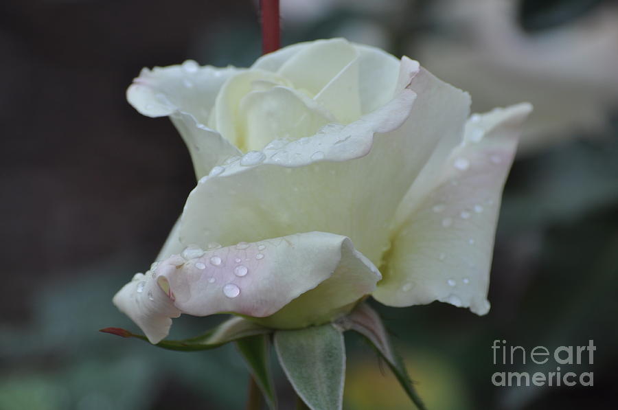 White Rose Photograph by Nona Kumah