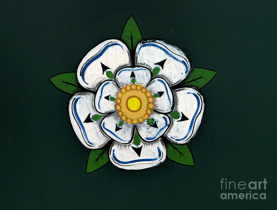 White rose of York Photograph by Gillian Singleton