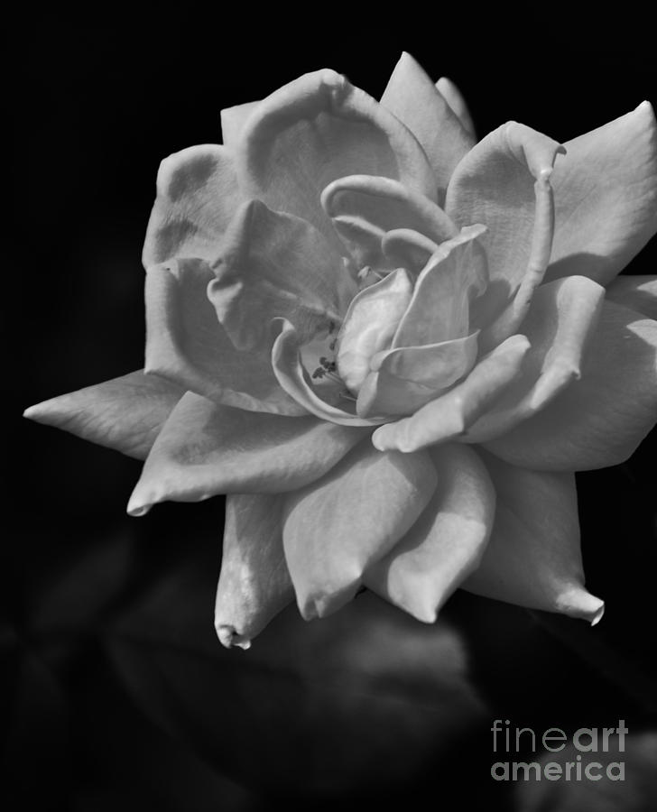 White Rose On Black Photograph by Bob Sample
