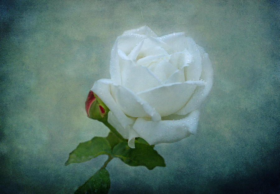 White Rose on Blue Photograph by Sandy Keeton