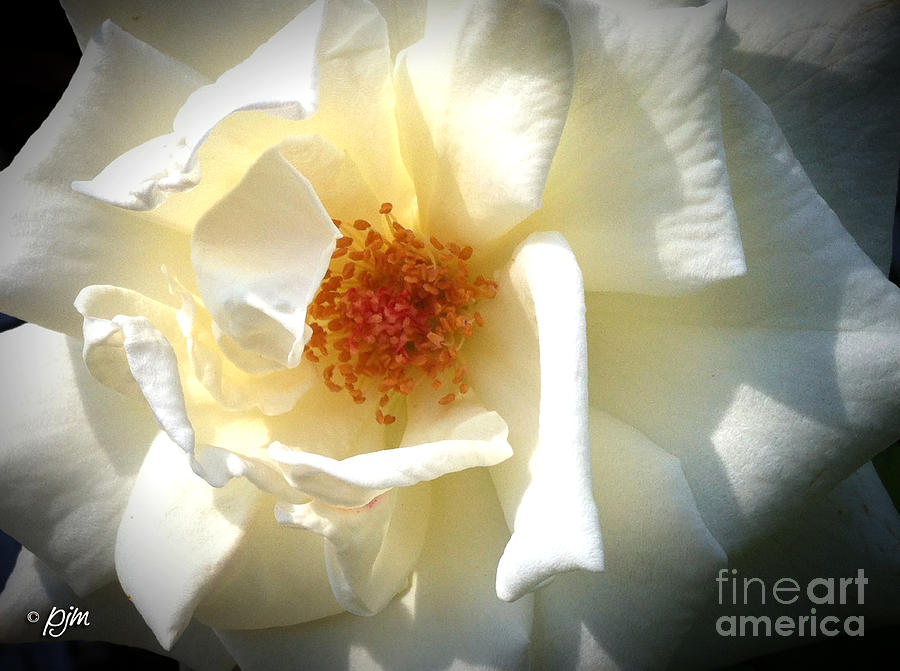 White Rose Photograph by Phil Mancuso