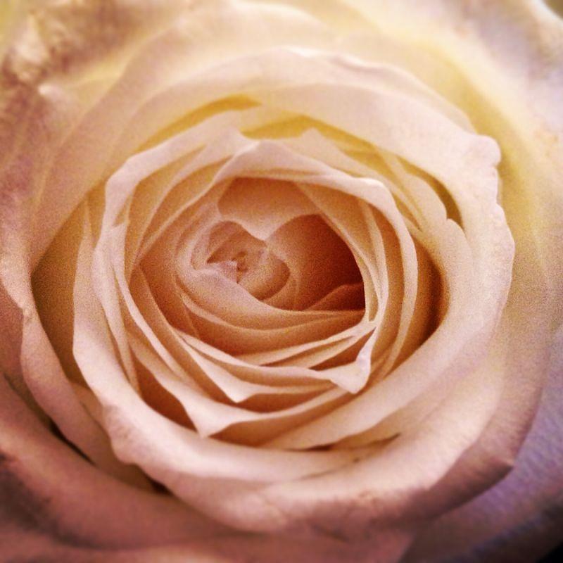 Rose Photograph - White Rose by Poornima Das Mehta