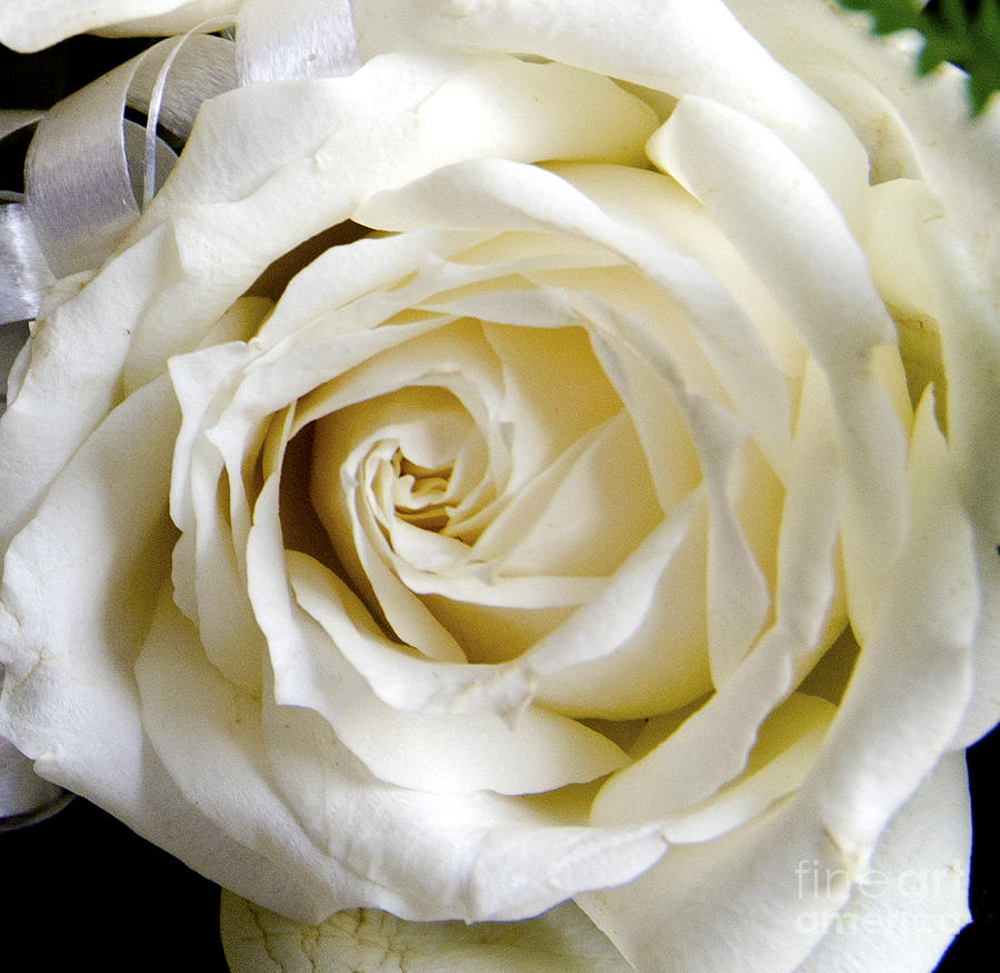 White Rose Digital Art by Pravine Chester