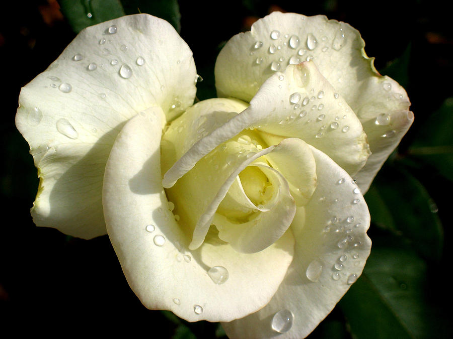 White Rose Raindrops Photograph by David T Wilkinson
