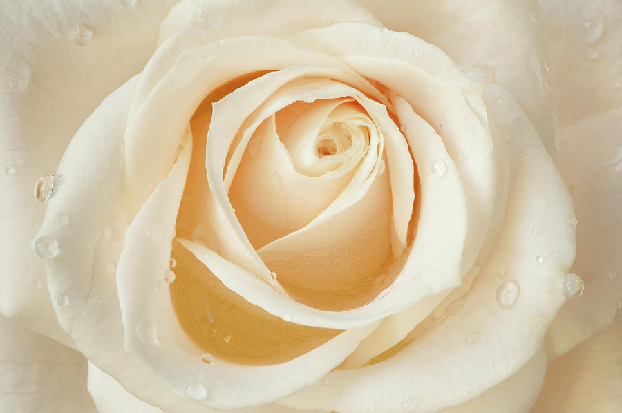 White Rose Photograph by Ralucahphotography.ro