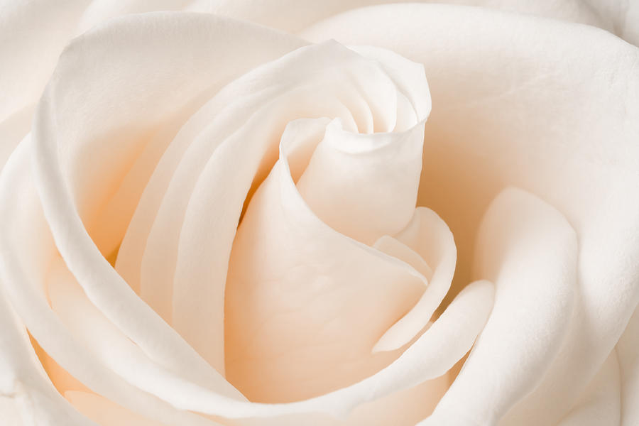 White Rose Photograph by Raul Rodriguez