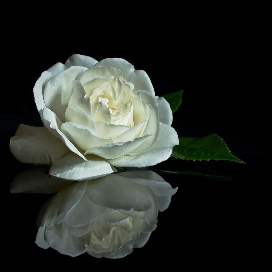 White Rose Reflected Photograph by Andy Morley