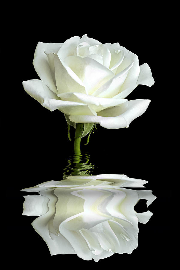 White Rose Reflection Photograph by Gordon Ripley