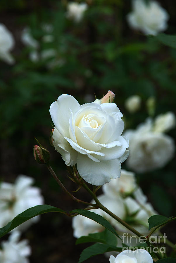 White Rose Photograph by Richard Gibb