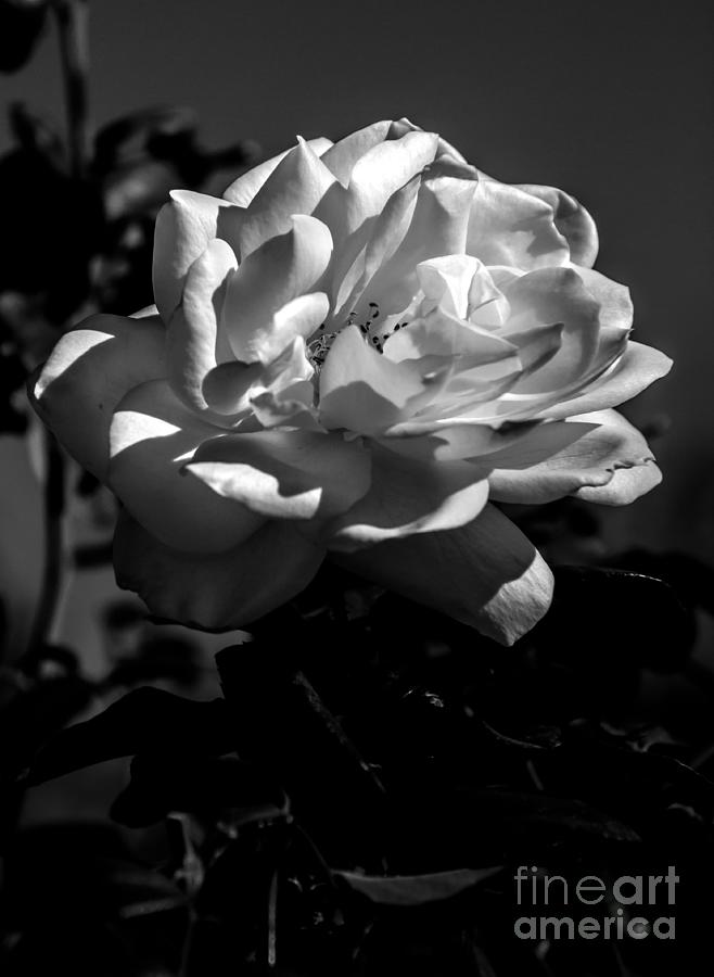 White Rose Photograph by Robert Bales