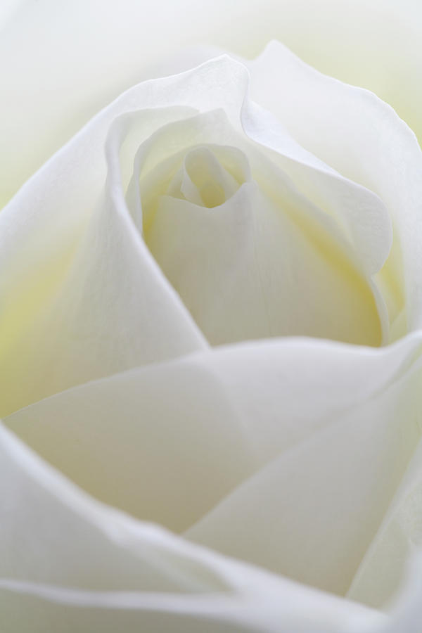 White Rose (rosa Sp.) Photograph by Kate Jacobs/science Photo Library ...