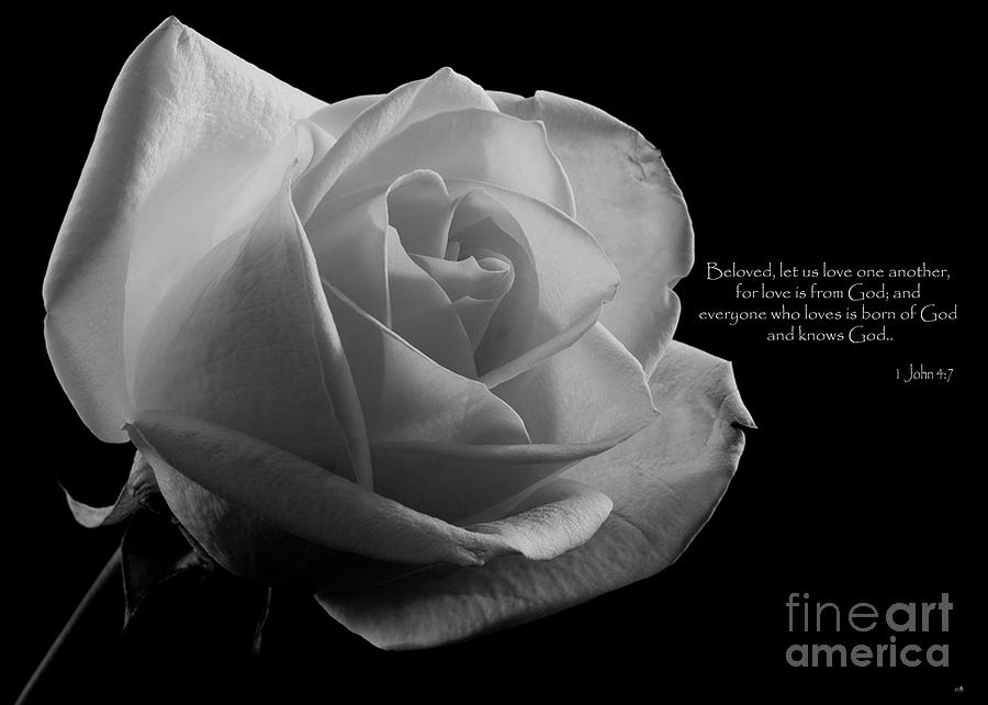 White Rose Photograph by Sandra Clark