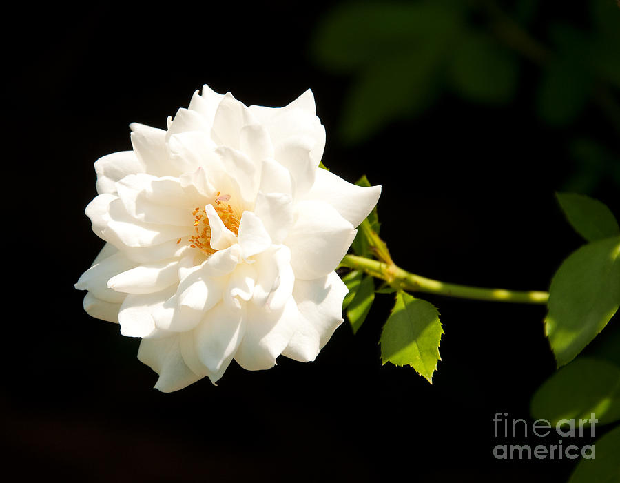White Rose Photograph by Sari ONeal