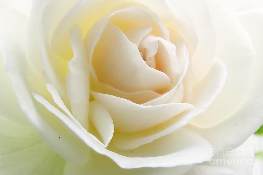 White Rose Photograph by Scott Cameron