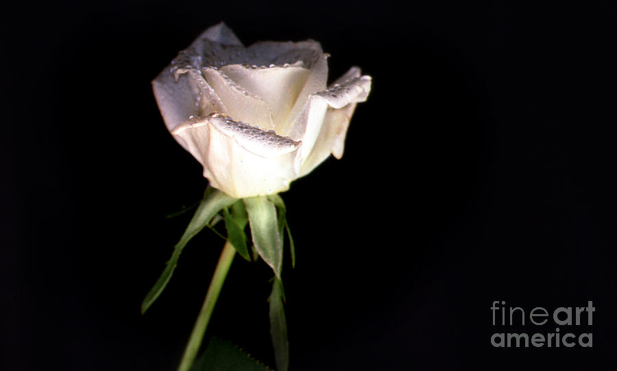 Flower Photograph - White Rose by Skip Willits