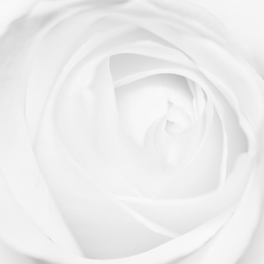White rose soft and tender Photograph by Matthias Hauser