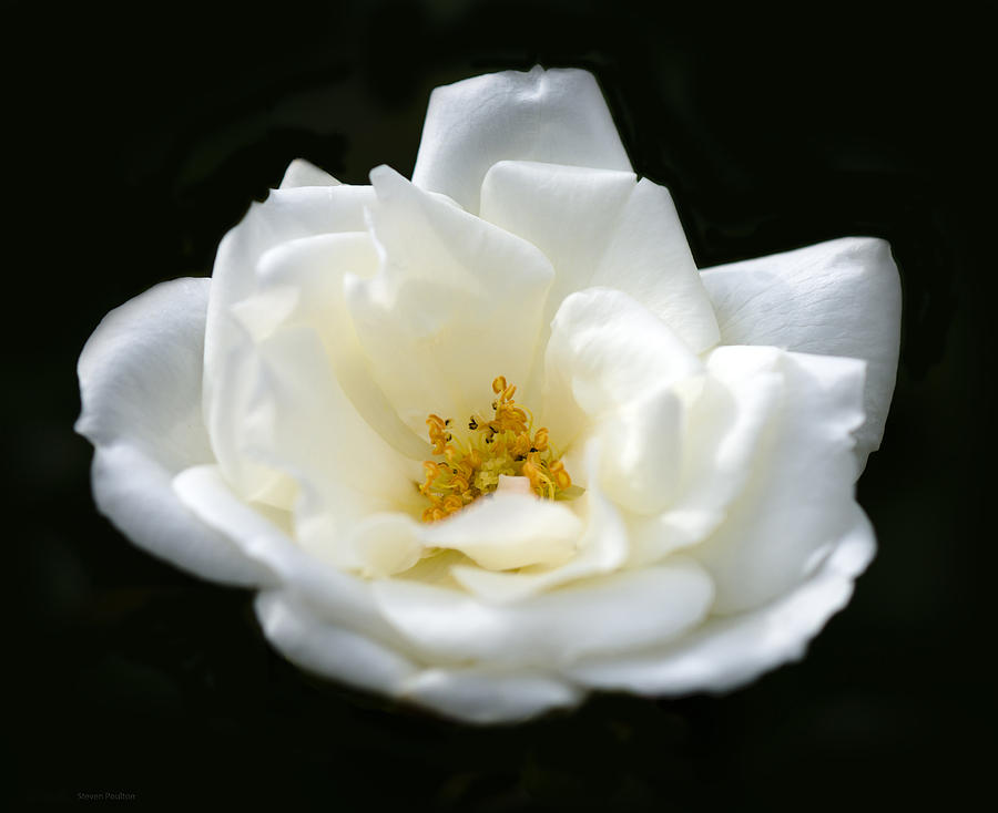 White Rose Photograph by Steven Poulton