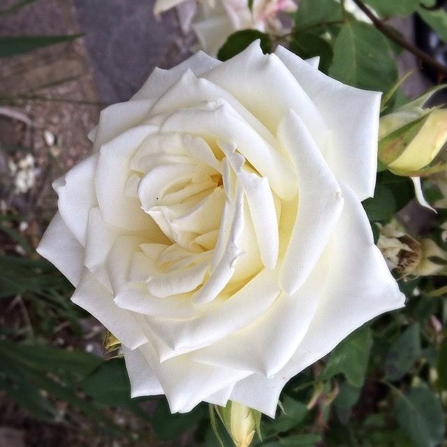 Rose Photograph - #white #rose #stunning 💗 by Jemma Walsh