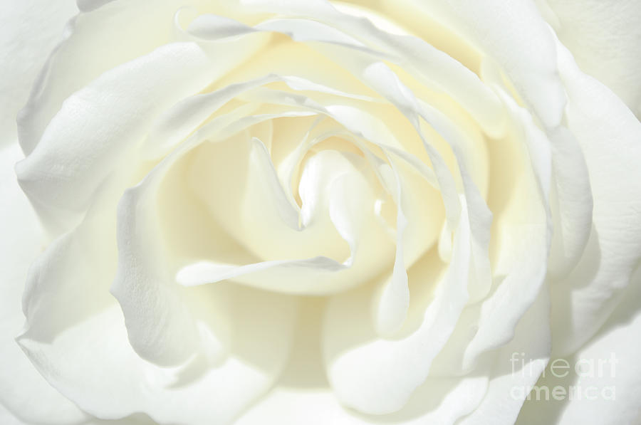 White Rose Photograph by Tikvahs Hope