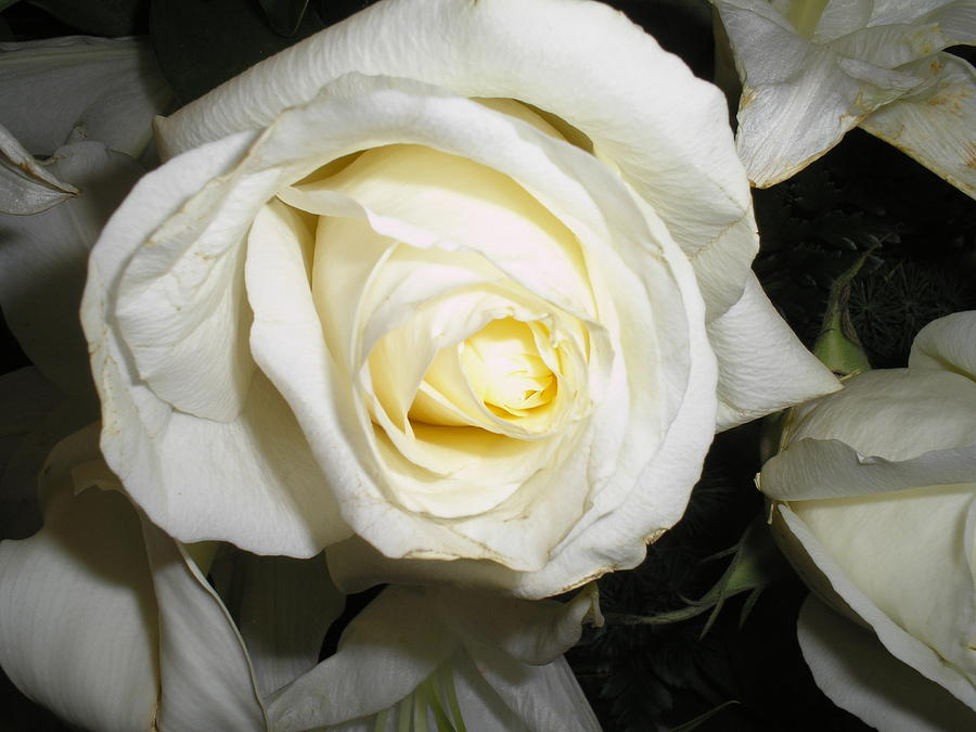 White Rose Photograph - White Rose by Valerie Bruno