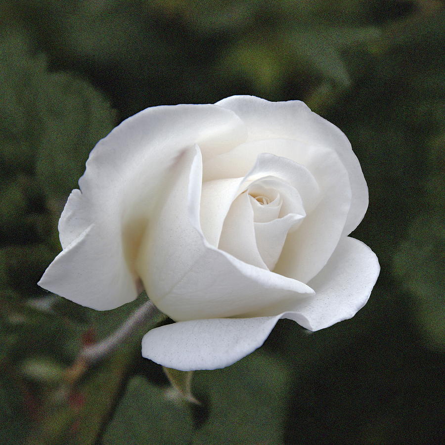 White Rose Photograph by Viktor Savchenko - Fine Art America