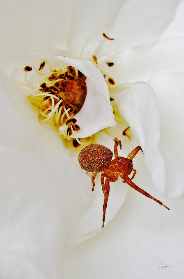 White Rose with a Spider 006 Photograph by George Bostian
