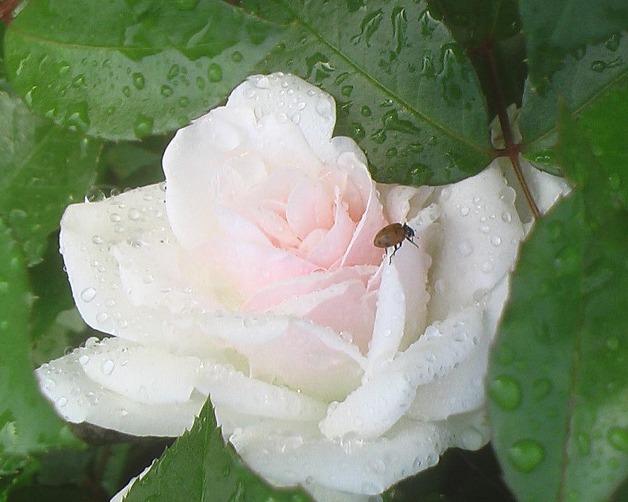 Rose Photograph - White Rose with a Visitor by Brooke Finley