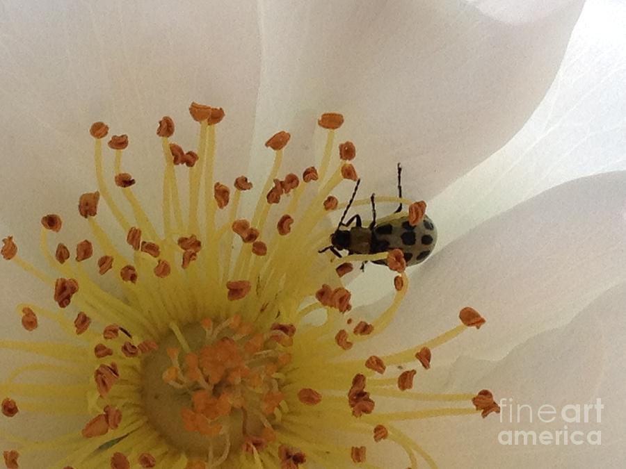White Rose With Bug Photograph by Jacklyn Duryea Fraizer