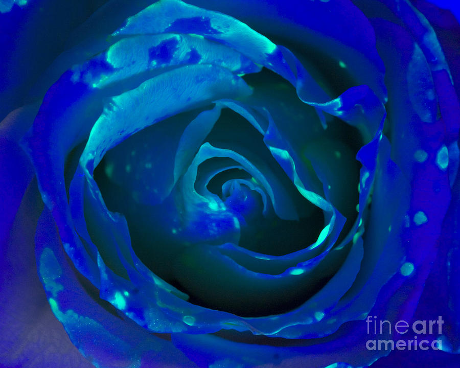 White Rose With Fluorescein With Blue Photograph by Lauren Piedmont