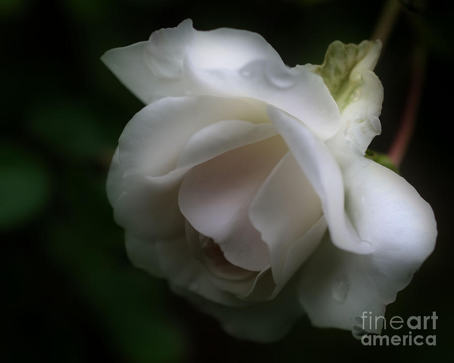 White Rose With Raindrops Photograph by Smilin Eyes Treasures