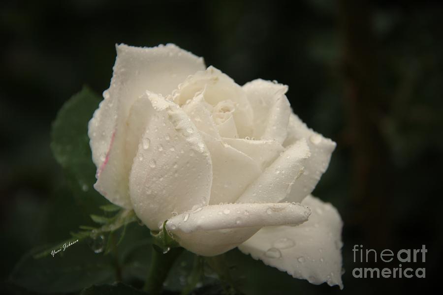 White rose with raindrops Photograph by Yumi Johnson