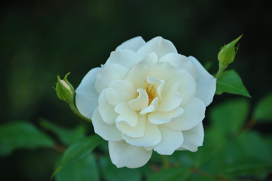 White Rose with Two Buds Photograph by Linda Brody