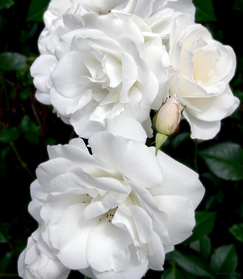 Rose Photograph - White Roses Bouquet by Jennie Marie Schell