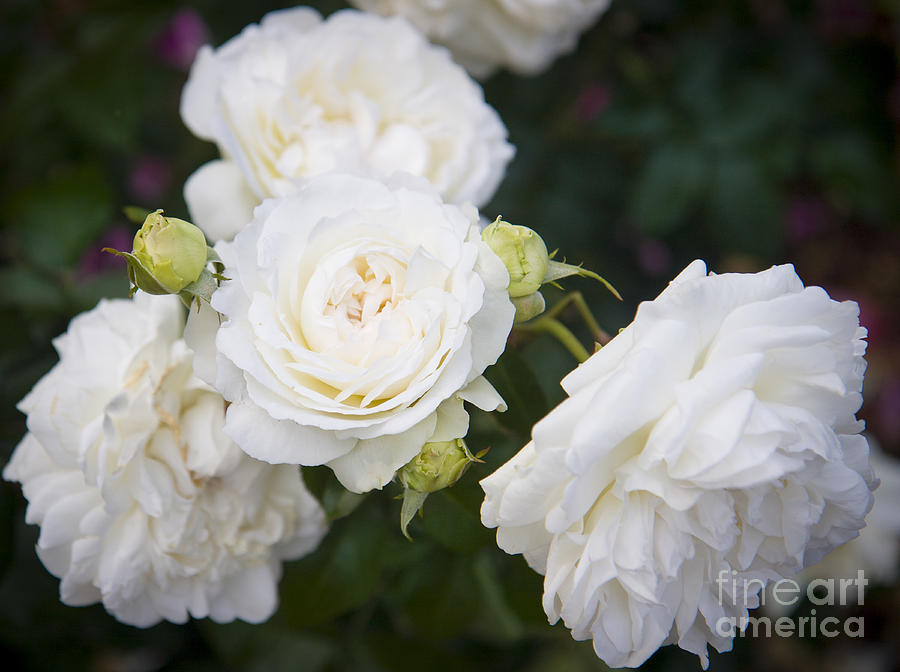 Flower Photograph - White Roses by Brian Jannsen