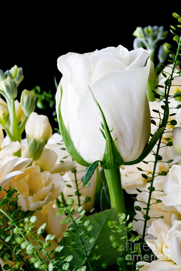 Flower Photograph - White roses close up by Simon Bratt