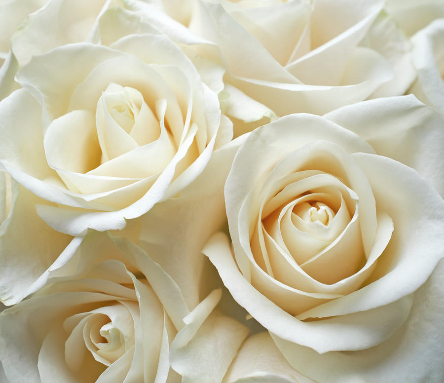 White Roses Photograph by Creativeye99