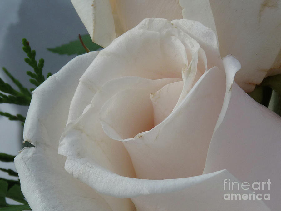 White Roses Photograph by Deborah Smolinske