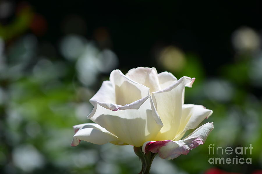 Rose Photograph - White Roses by DejaVu Designs