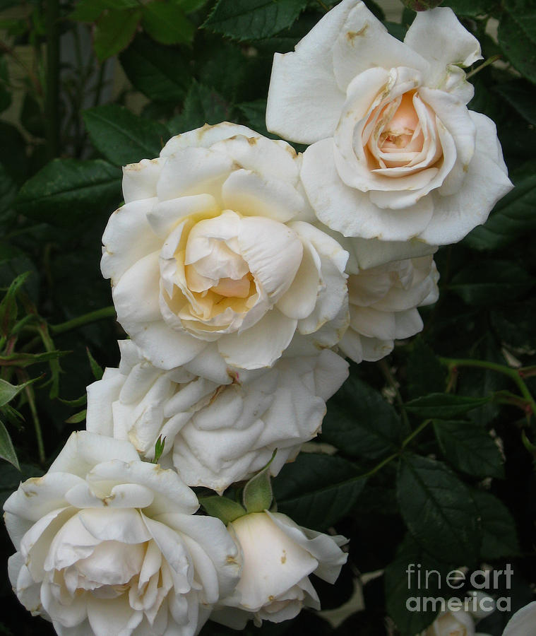 White Roses  Photograph by Ellen Miffitt