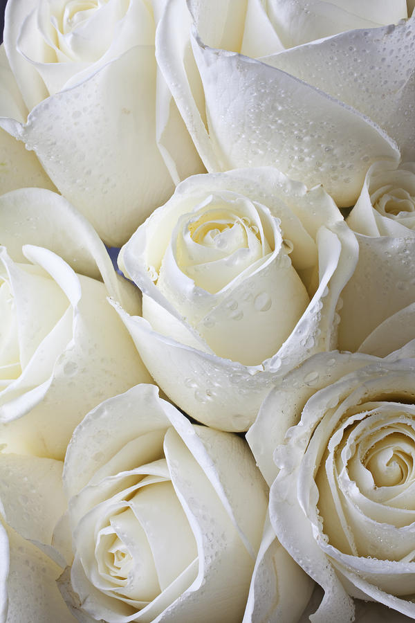 Flower Photograph - White roses by Garry Gay